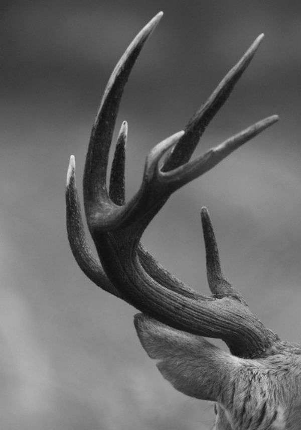 40 Animals with Horns and Antlers (with Pictures)