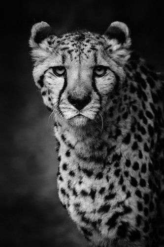 Cheetah