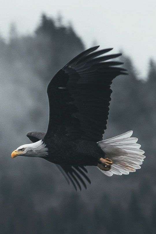 Eagle Flight_ Jaw-Dropping Pictures of These Birds in Action -Birds Wallpaper & Photography _ Nature