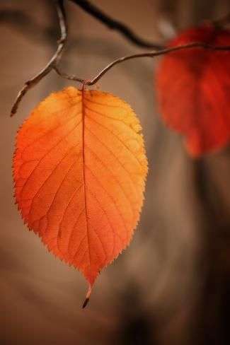 Photographic Print_ Symbol of Autumn by Philippe Sainte-Laudy _ 24x16in