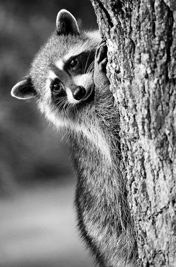 Racoon Photo Prints 12×18 Pacific Northwest Photography From Vancouver Island, BC, Canada Raccoon Animal Art for Relaxing Nursery Decor – Etsy