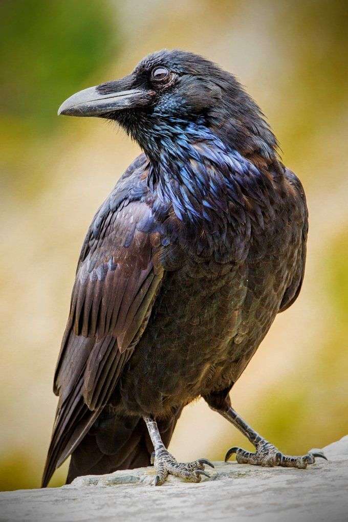 Raven Symbolism