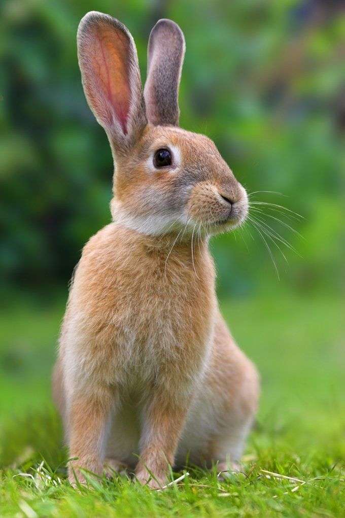 Symbolic Rabbit Meanings